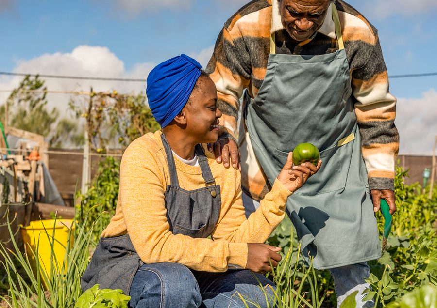 Farmers inspecting their harvest